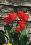 (image for) Red Tulips